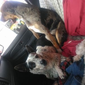 Meet your Posher, Tara